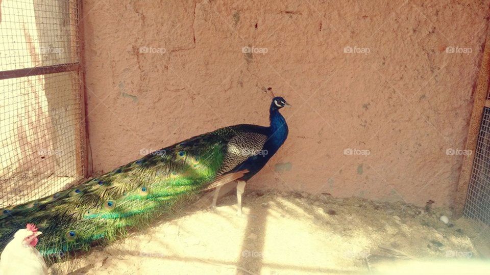 peacock