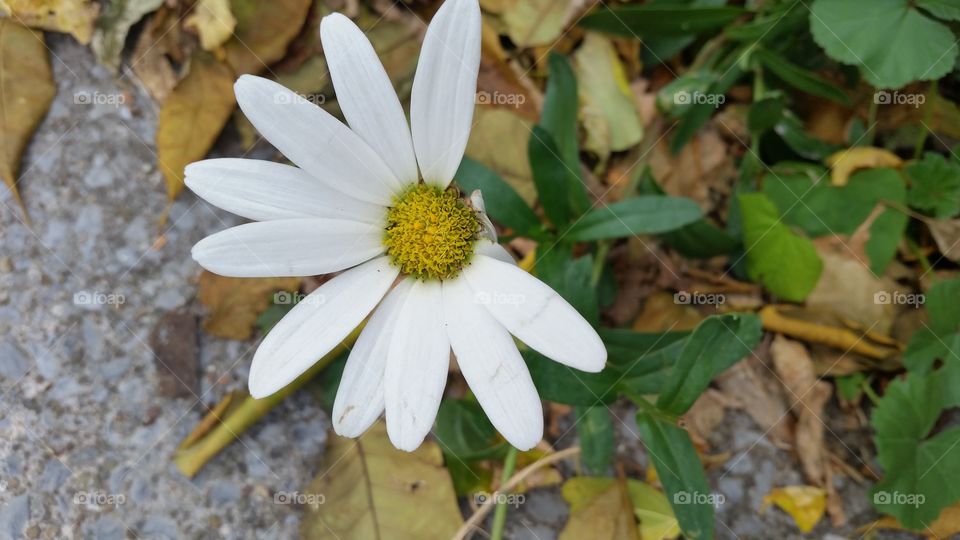 White flower missing petal