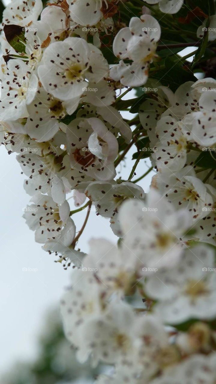 white flowers