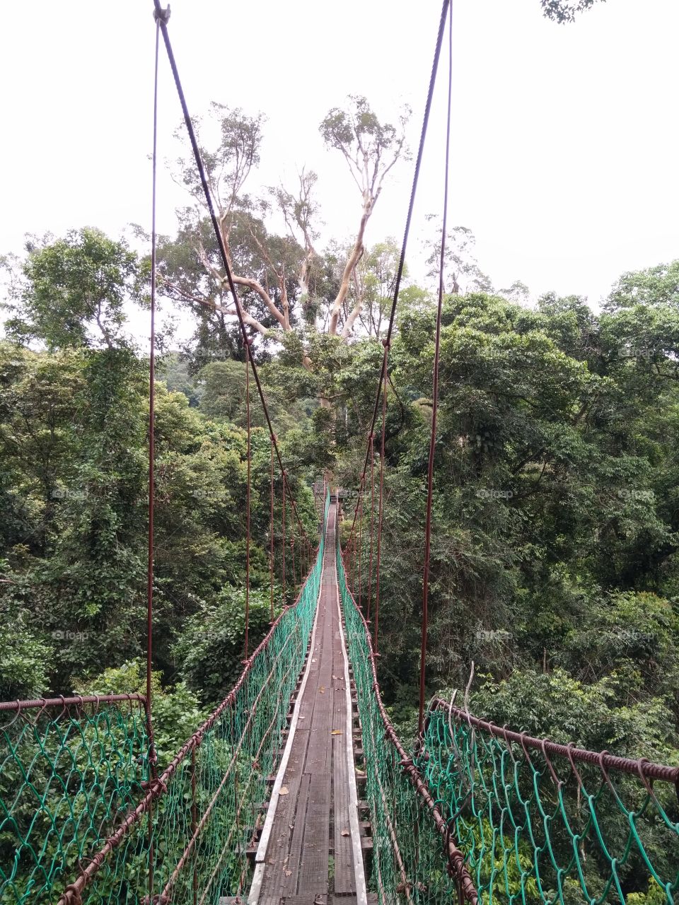 Canopy Walkway @Danum Valley, Sabah