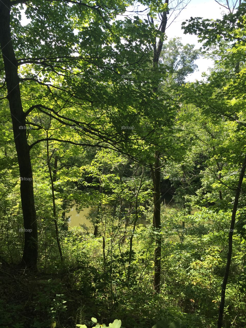 Wood, Landscape, Tree, Nature, Leaf