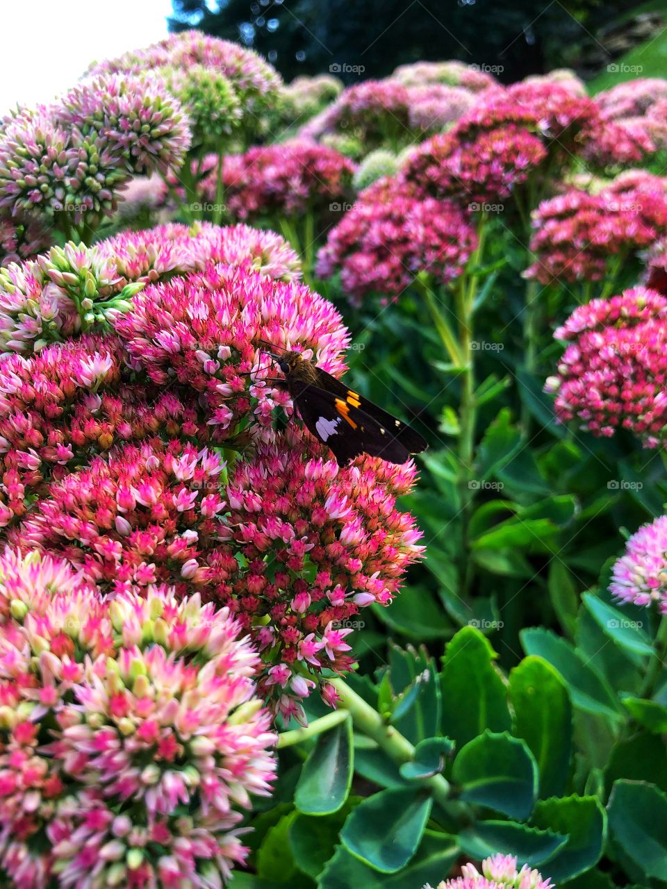 Blooming pink sedum flowers and butterfly 