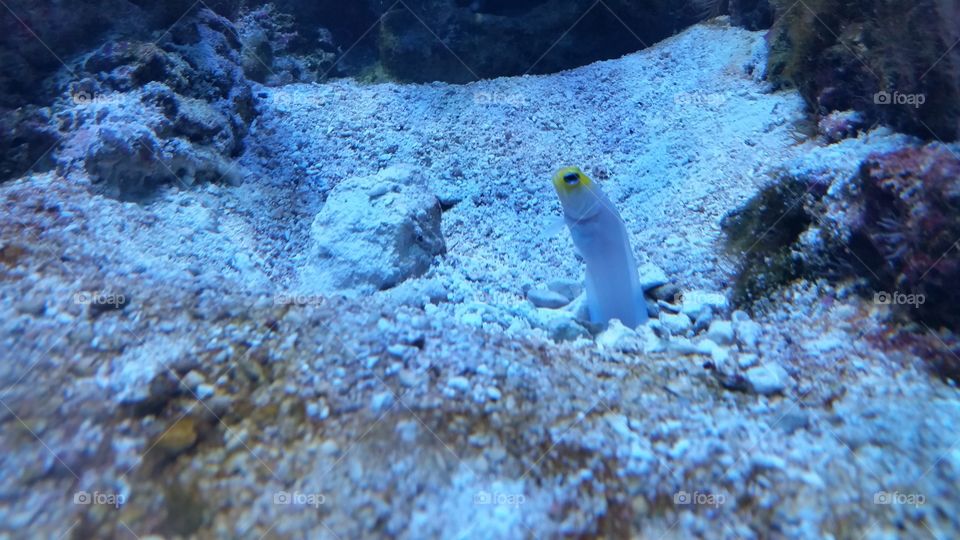 Hello says the goby