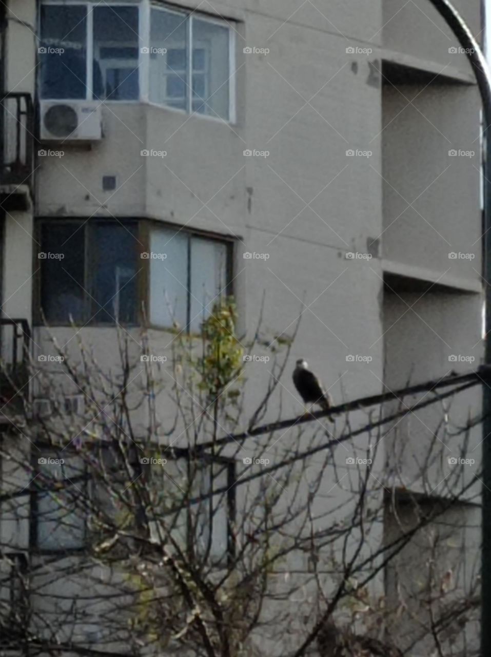 Caracara in power line / Carancho sobre cable