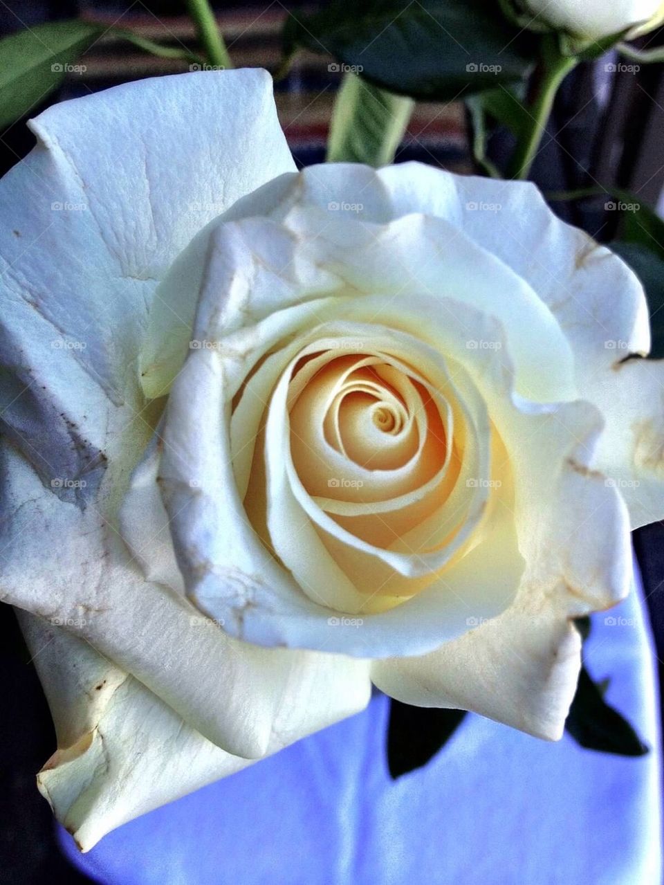 White Rose