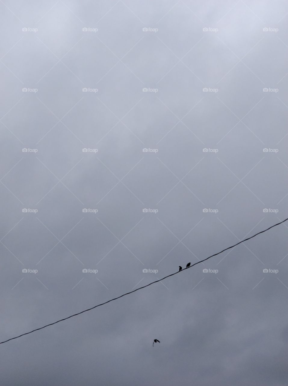 moody birds telephone wire line cloudy sky