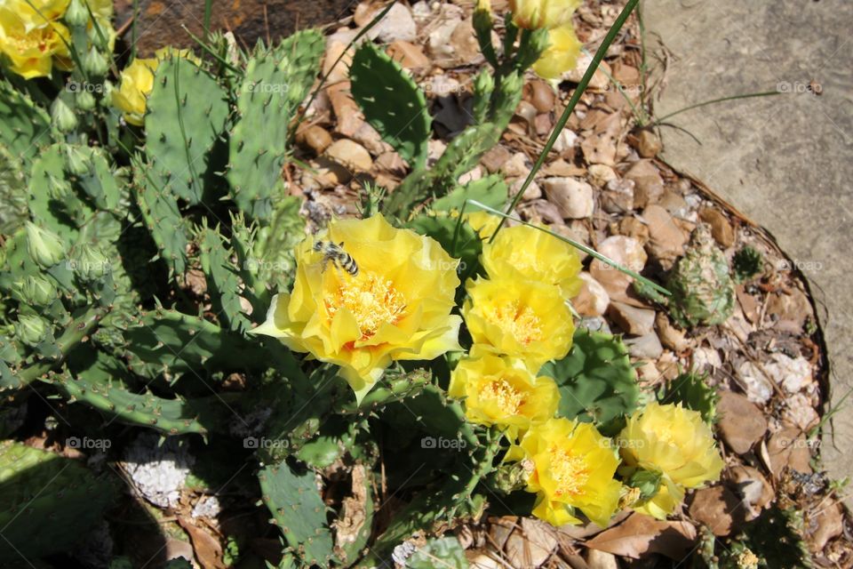 Wasp on cactus. Wasp on cactus