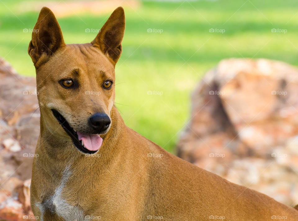 Thai dog.