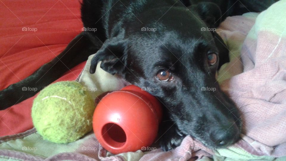 Cachorro com brinquedos - Dog with toys