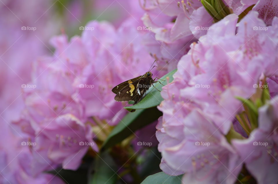 Butterfly in the Bush 