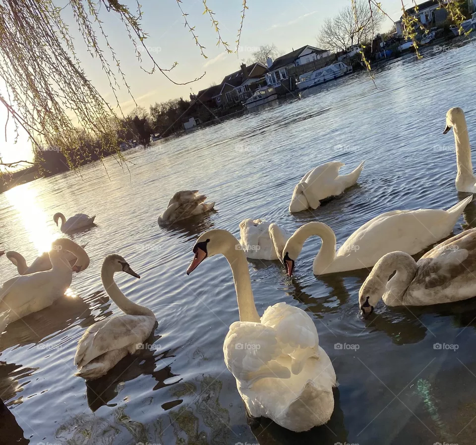 Walton on Thames 