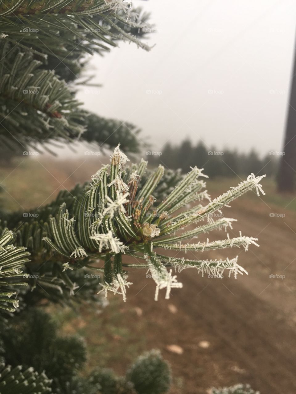 Winters frost