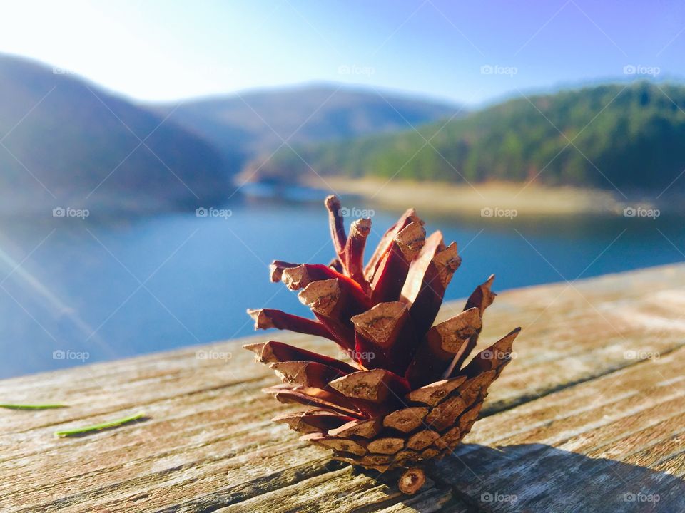 Close-up of pine cone on wood