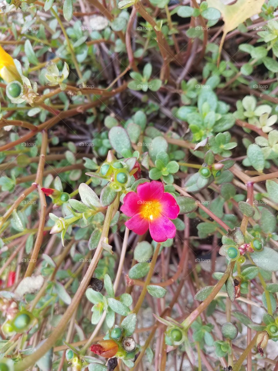 Hello, Tiny Flower