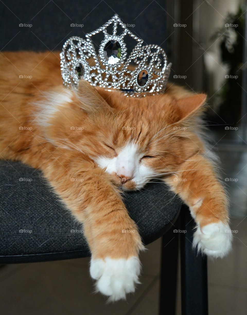 king cat pet sleep home in the silver crown