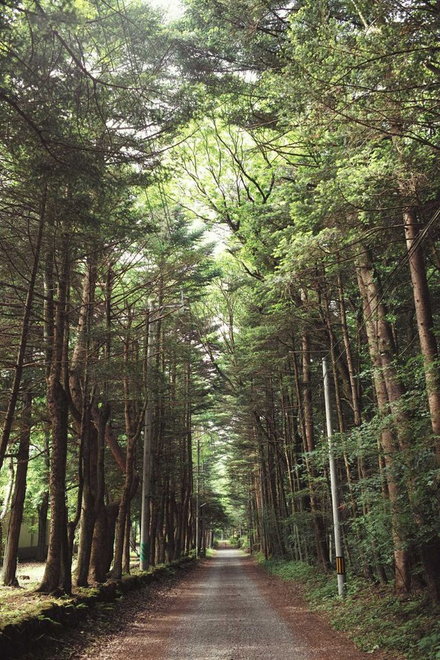 in to the woods