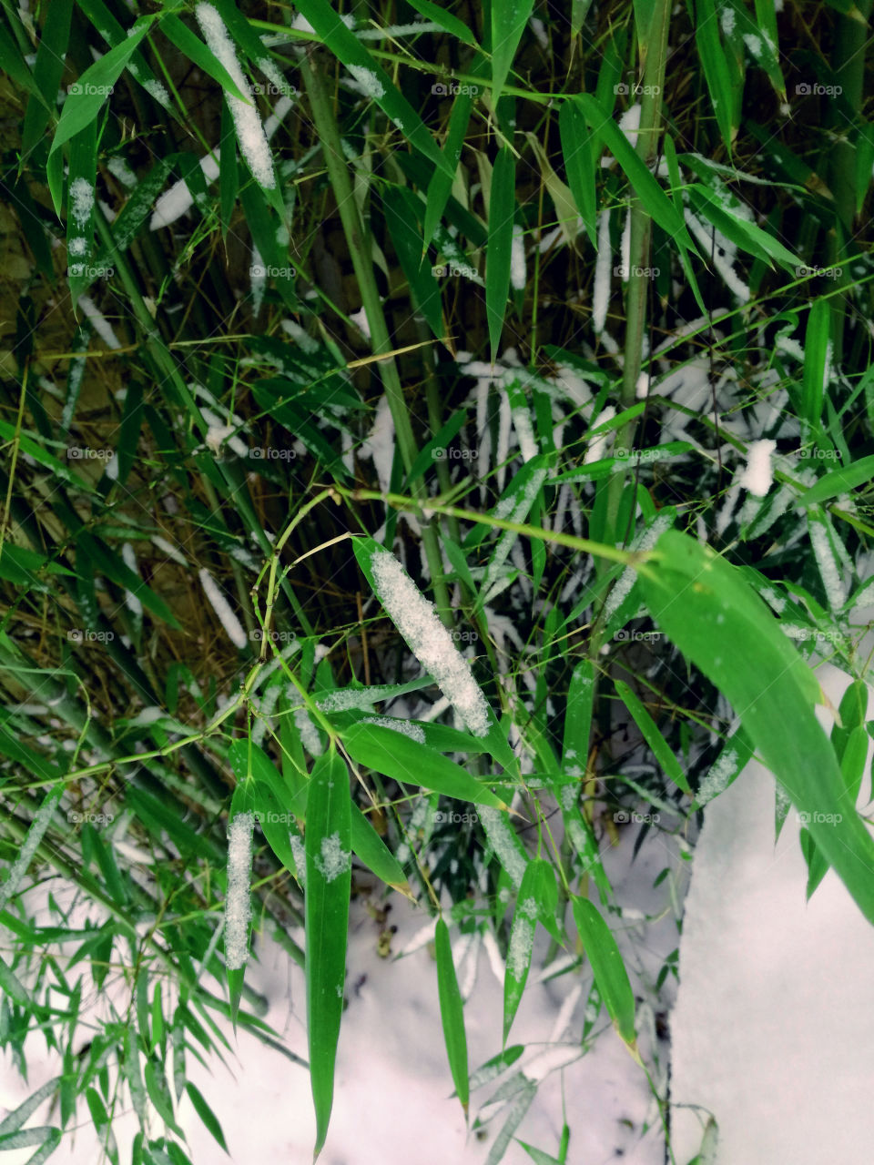 bamboo tree and snow. cold winter