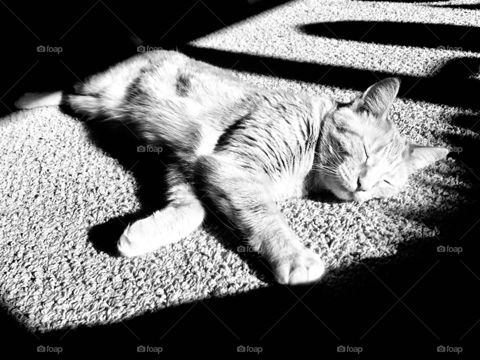 Darling black and white photo of orange tabby cat laying all stretched out in sun beam! 