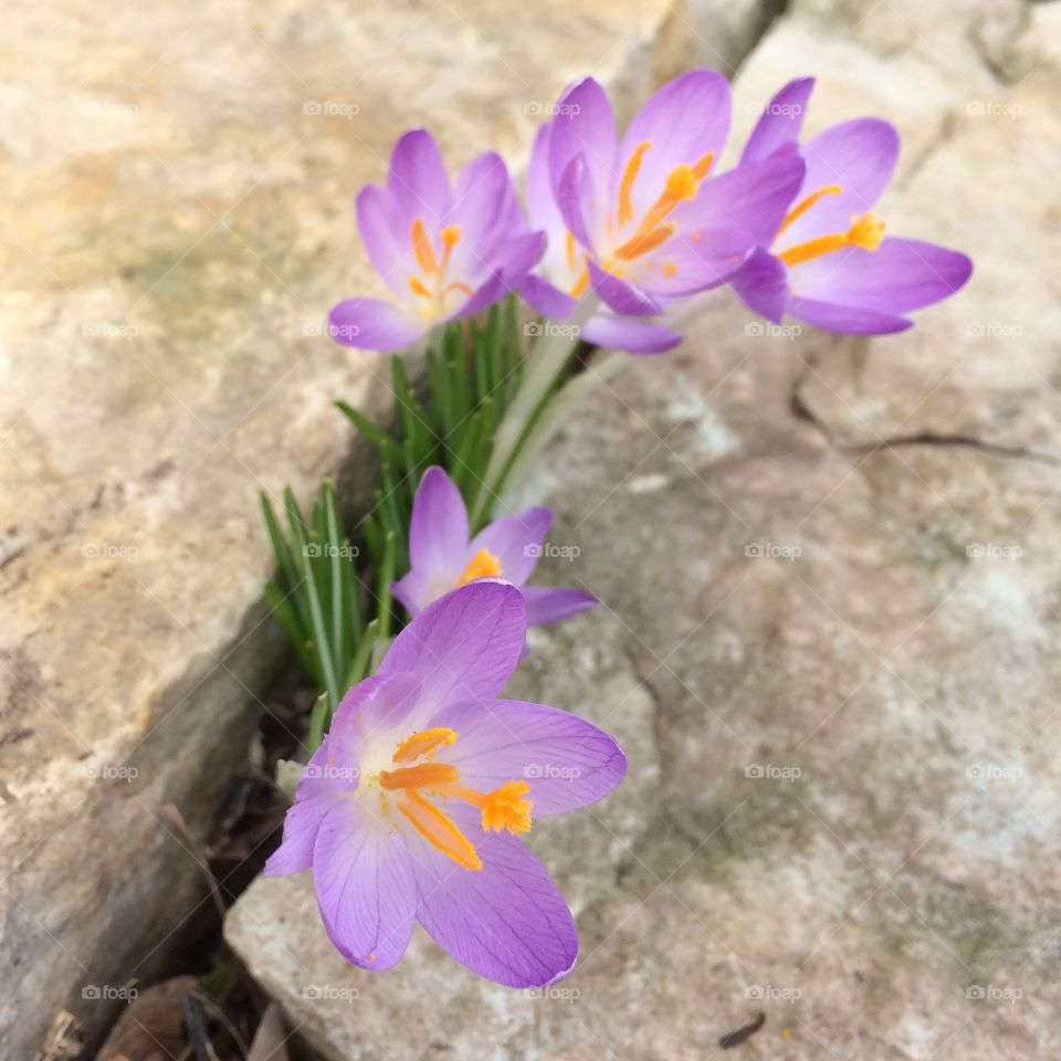 Crocus