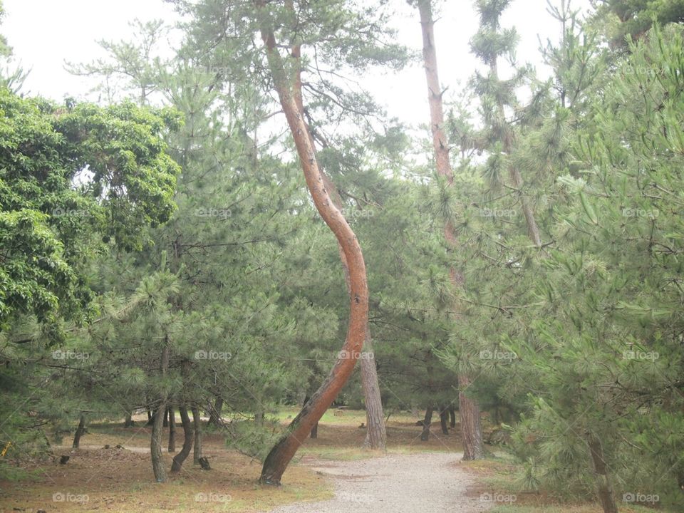 Pine of kehi-no-matsubara