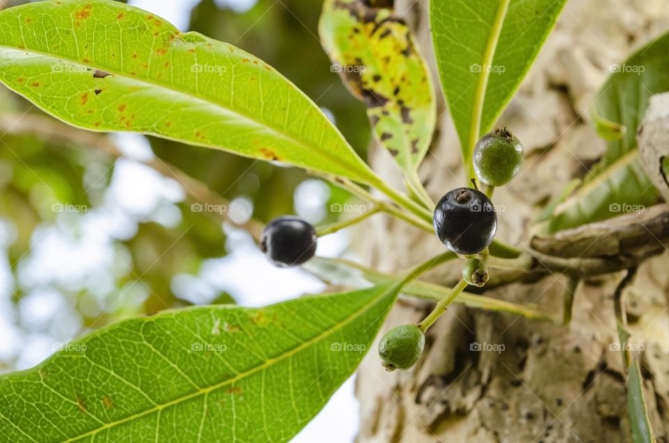 Pimento Leaves And Berries On Tree