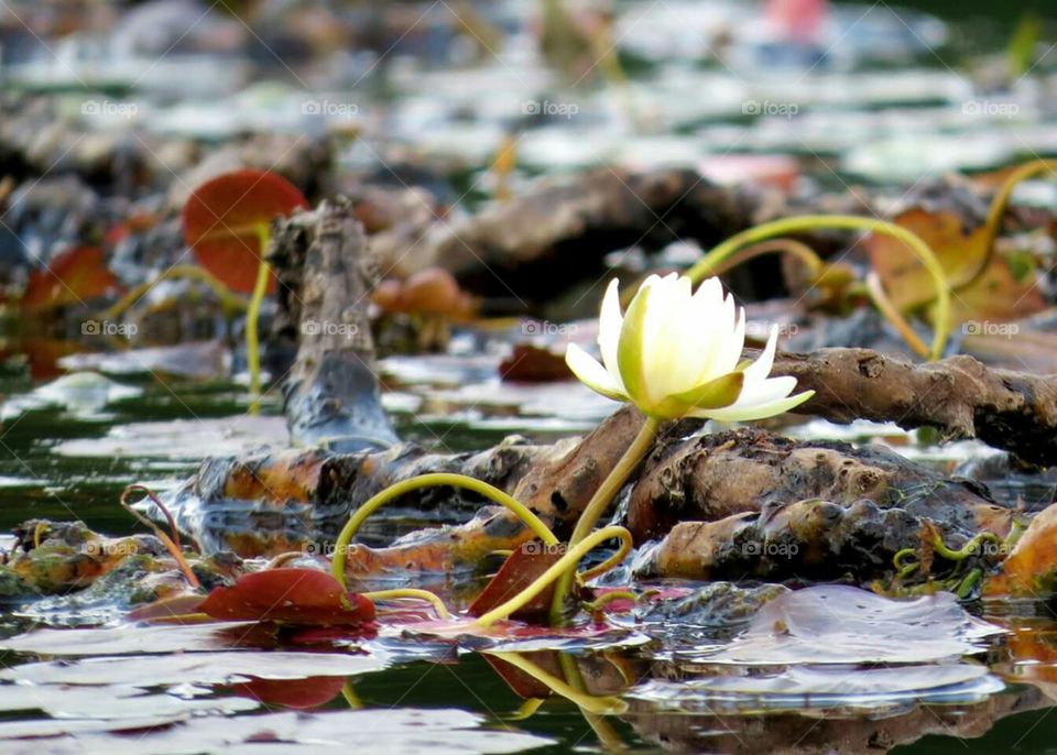 Nature's Contrast of soft and hard