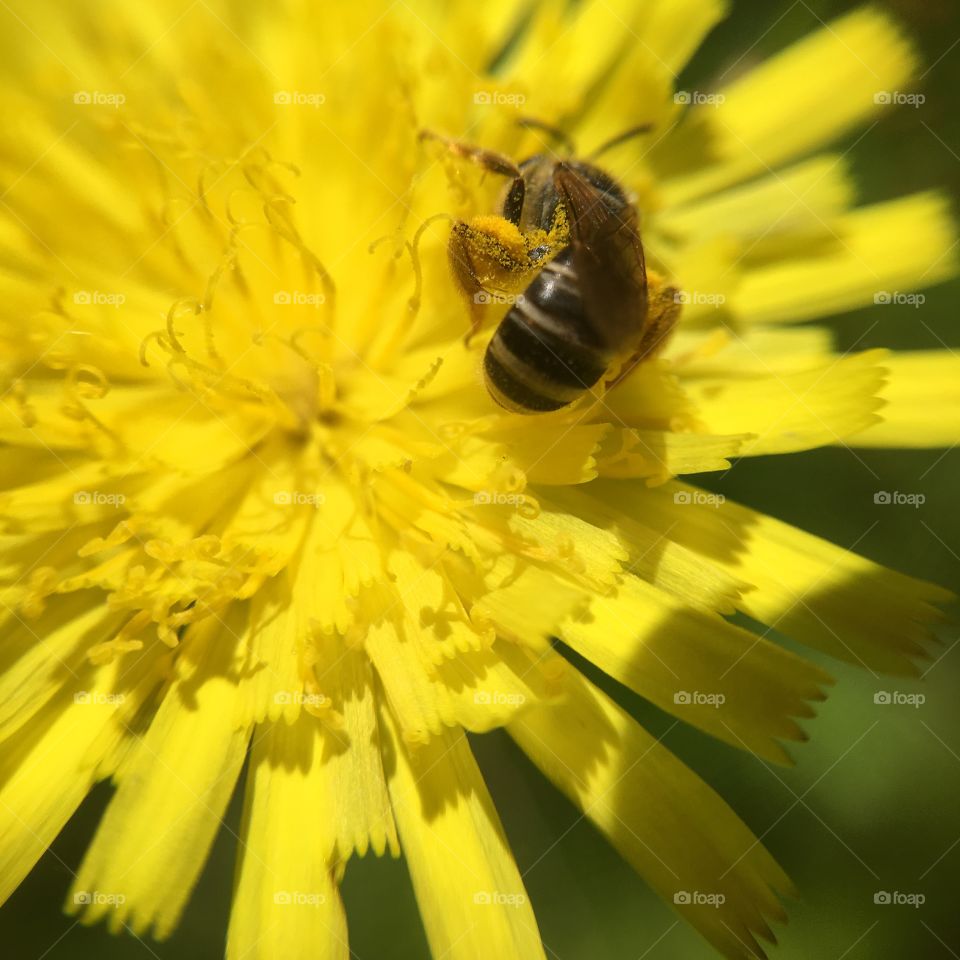 Tiny busy bee