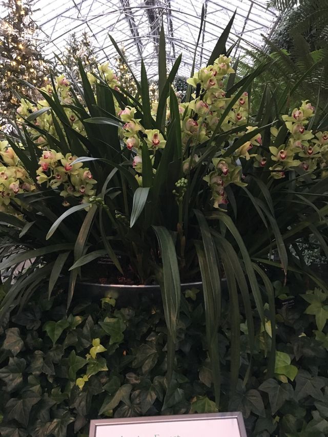 Greenhouse, Flower, Leaf, No Person, Flora
