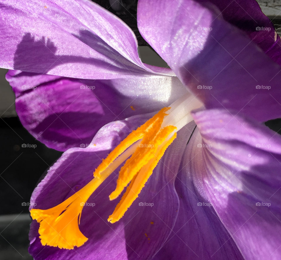 Crocus close up. 