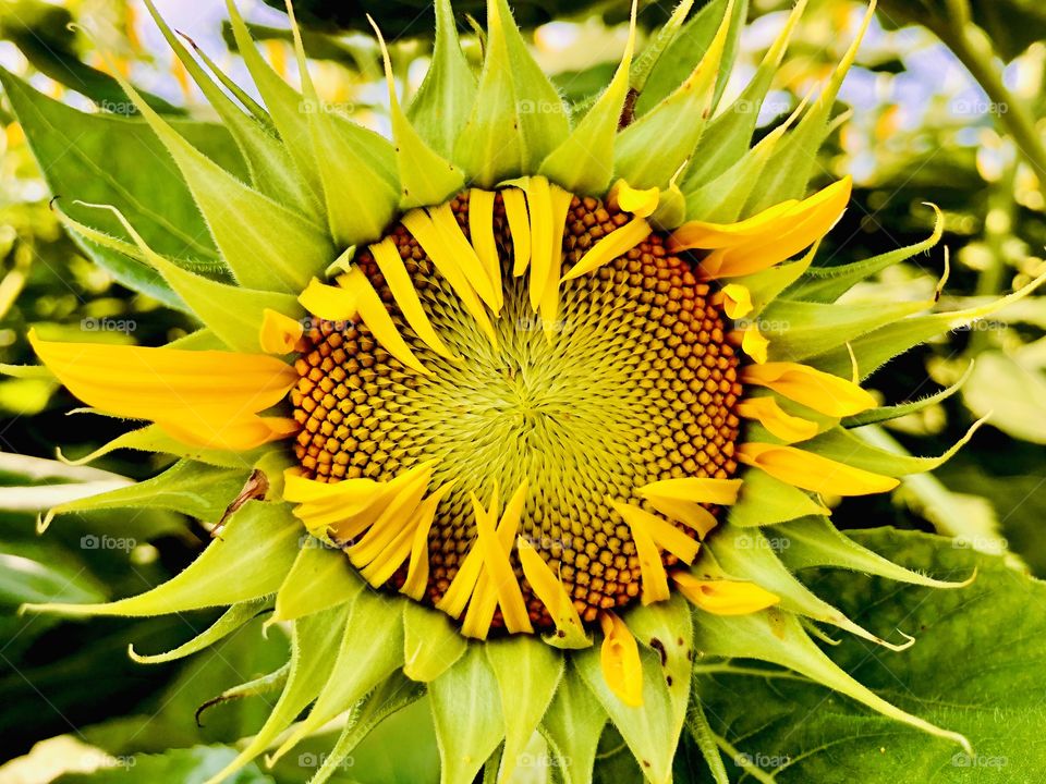 Partially open sunflower bloom in agricultural field 