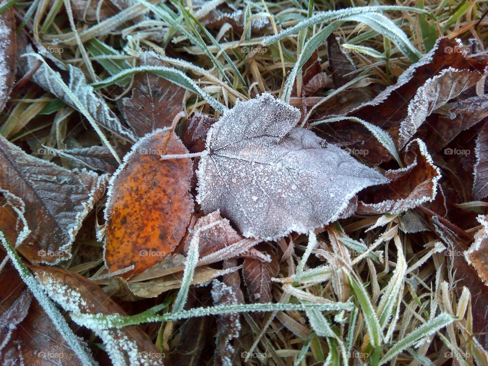 frozen leaves texture