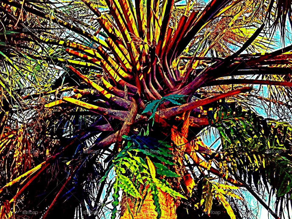 Palm tree. Looking up into the palm tree.
