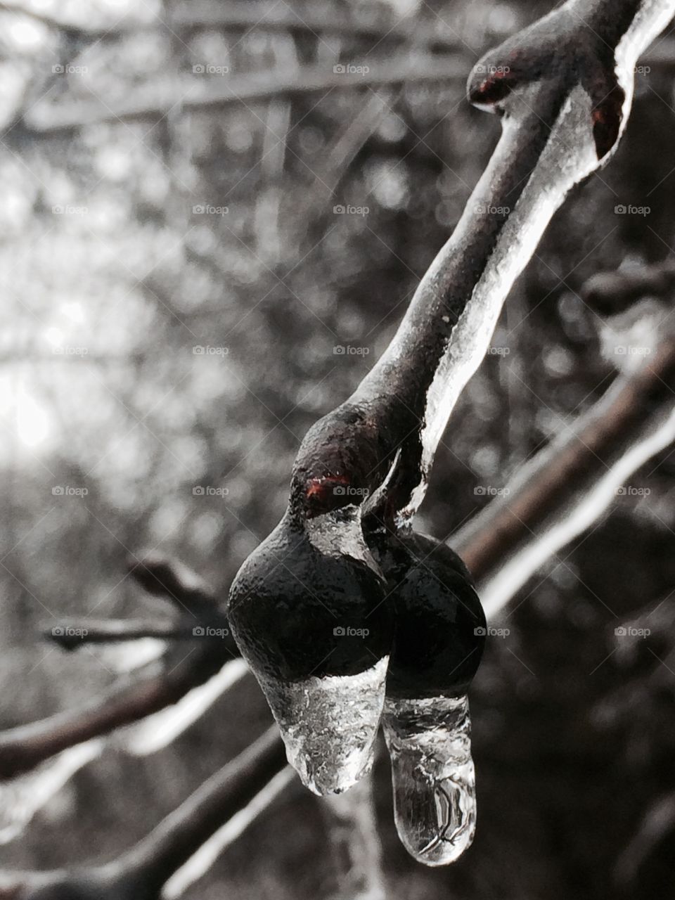 Ice Berries