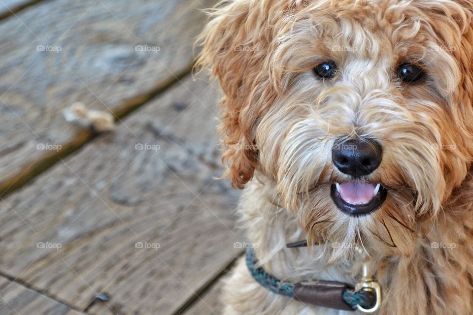 Labradoodle Puppy