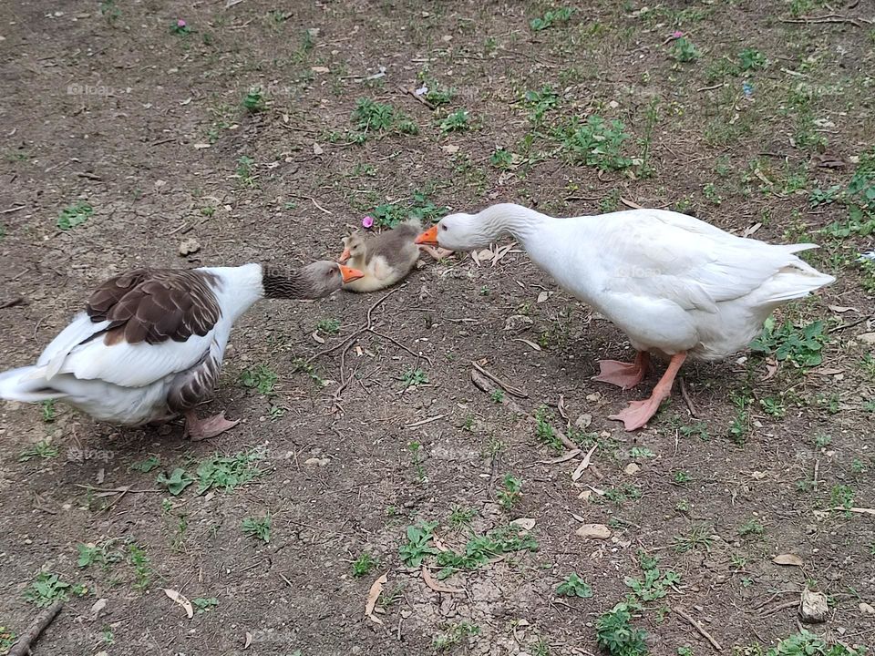 ducks!