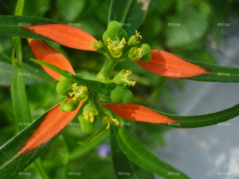 A beautiful flower