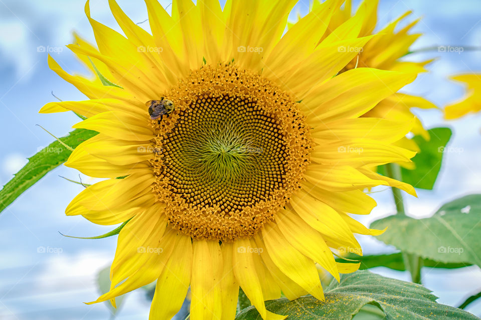 Summer Sunflower with Bumble Bee