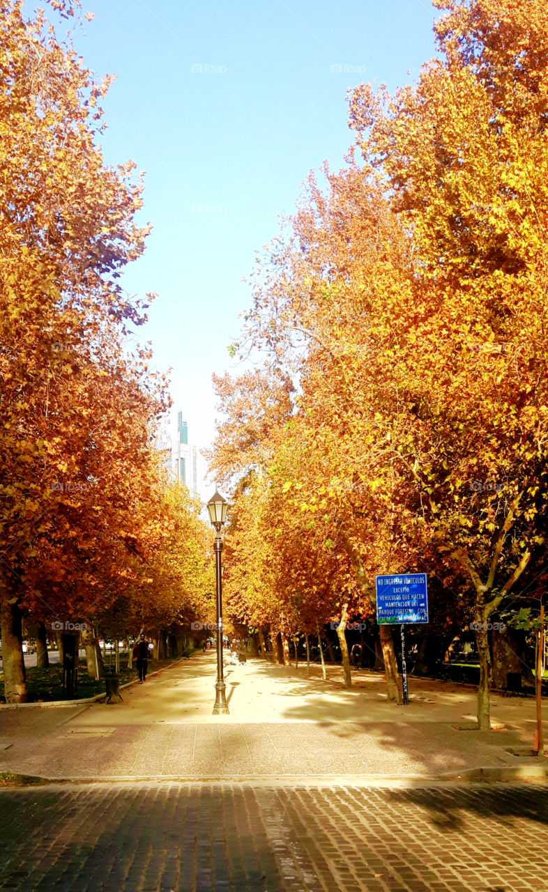 Autumn afternoon at Forestal Park.