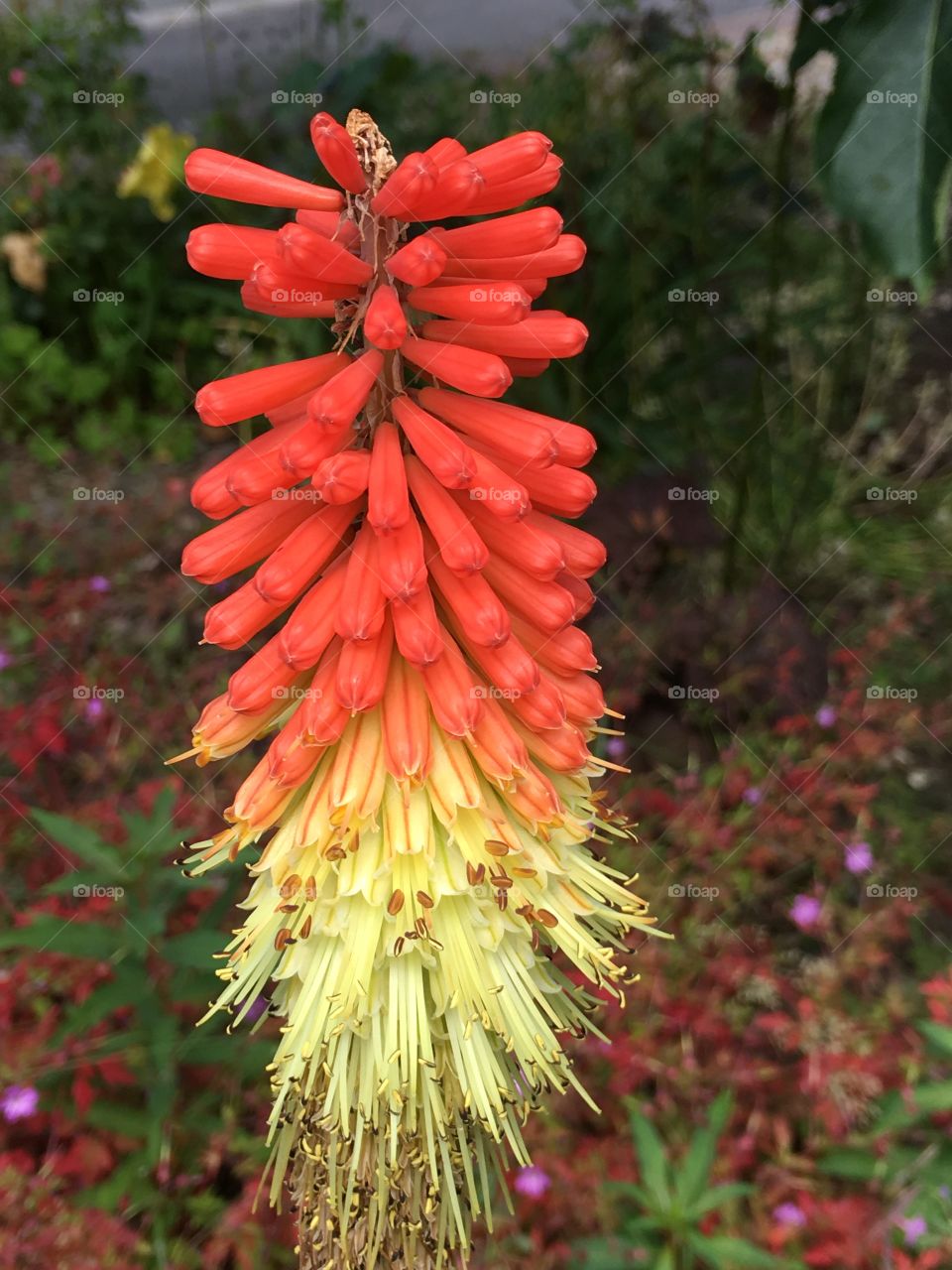 Close up view of Kniphofia - red hot poker flower - in the garden in summer