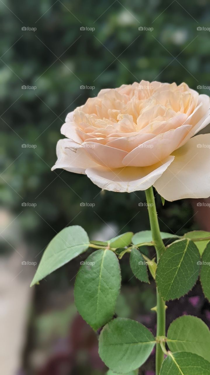 rose