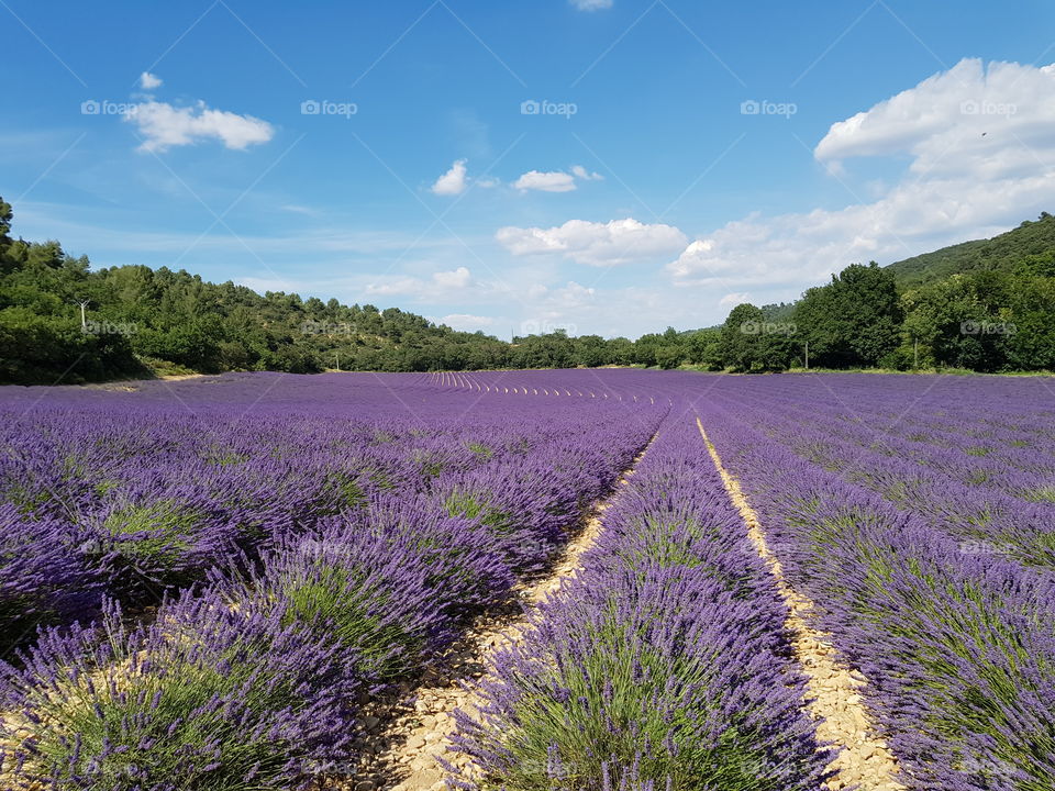 Lavender field in valensole, France.