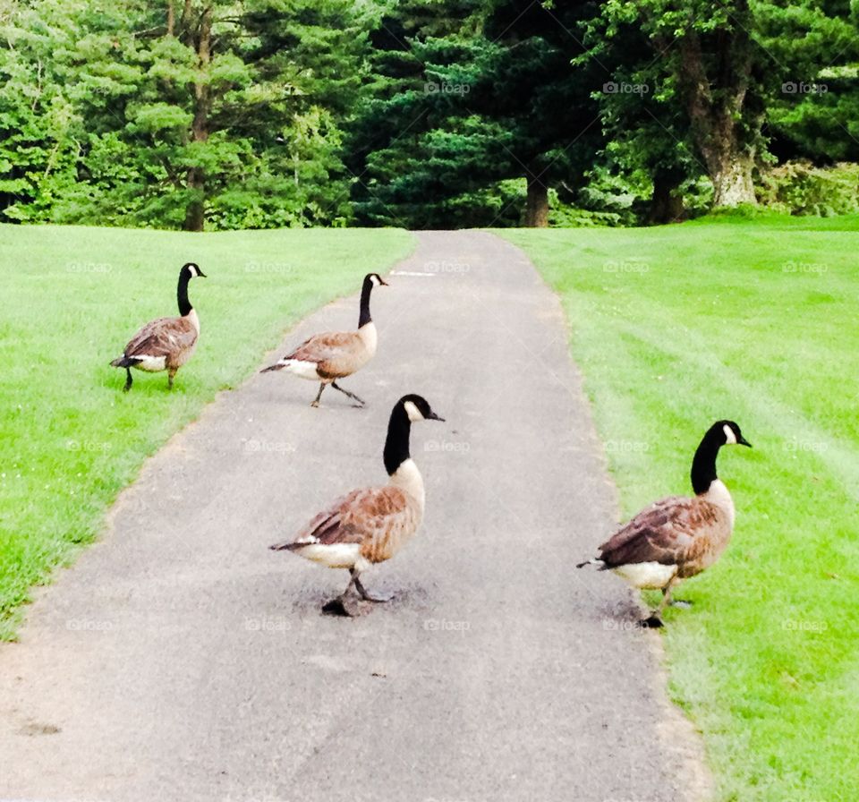 Geese Crossing