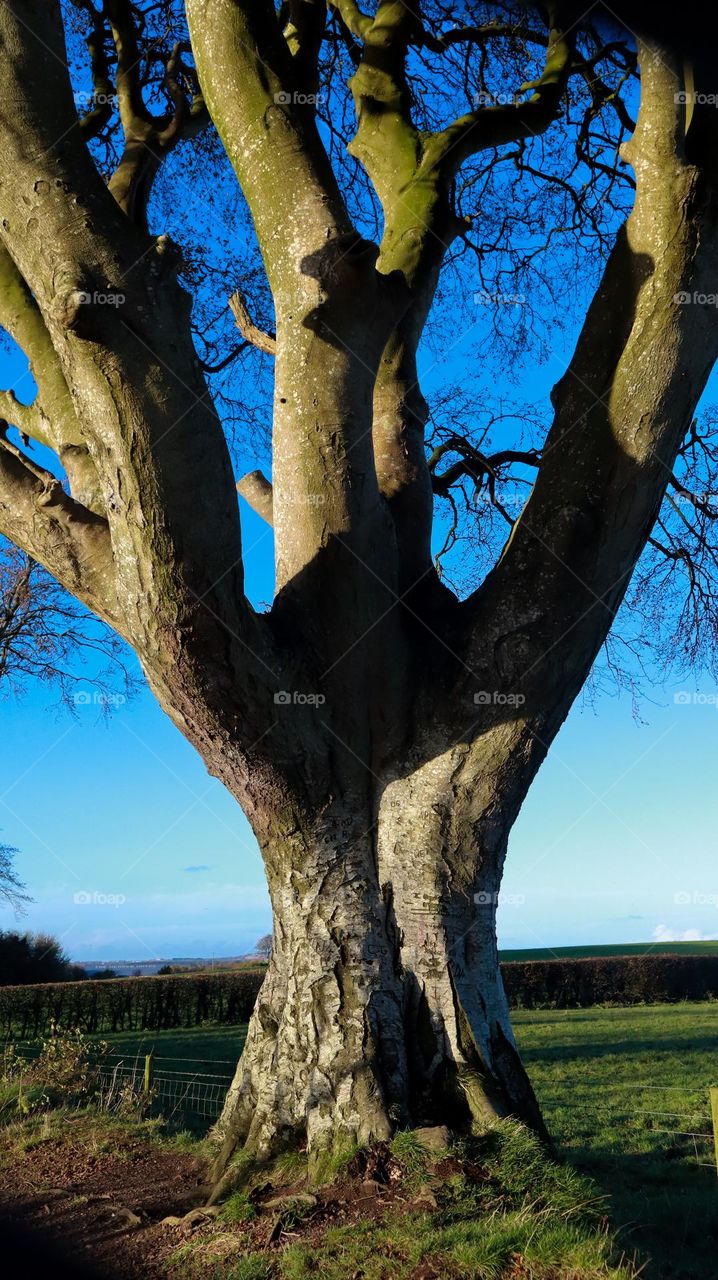 Dark hedges in Ireland 