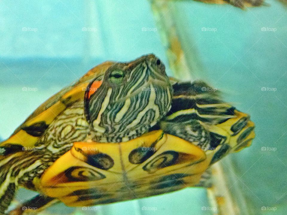 Little turtle