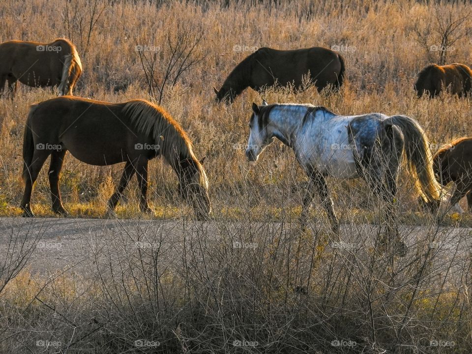 Transbaikalian horses in the interfluve of Ingoda and Onon. Shilkinsky district, Zabaykalsky krai, Siberia, Russia.