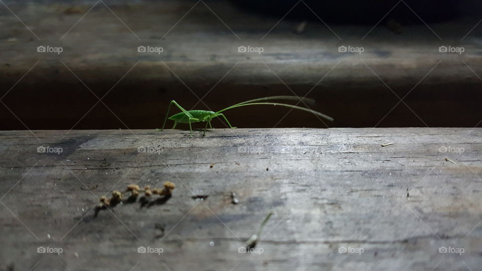 Grasshopper . Taken on Little Talbot Island camping trip.