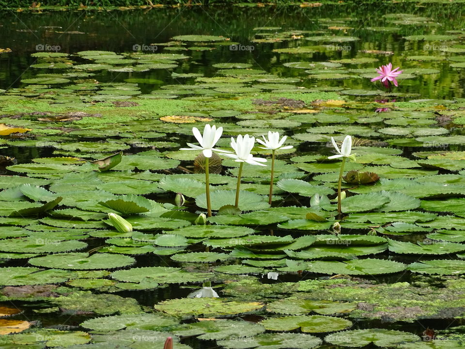 Lotus in the lake...