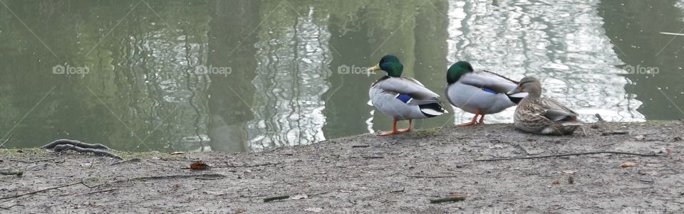 Birds in a park in Antwerp