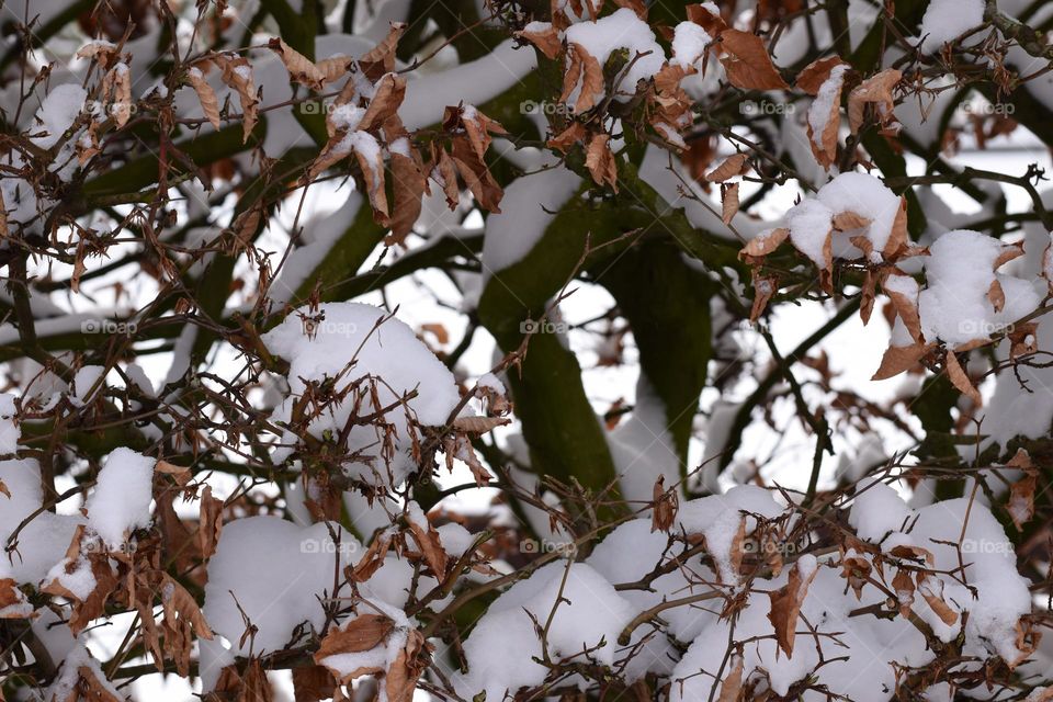 beech hedge in winter