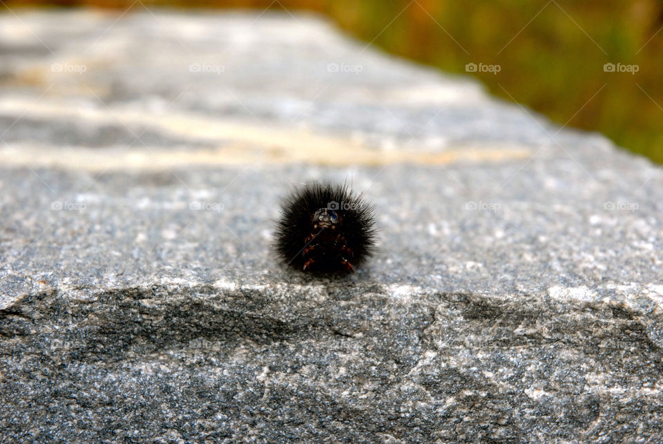 insect caterpillar by refocusphoto